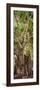 ¡Viva Mexico! Panoramic Collection - Jungle Trees-Philippe Hugonnard-Framed Premium Photographic Print