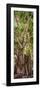 ¡Viva Mexico! Panoramic Collection - Jungle Trees-Philippe Hugonnard-Framed Premium Photographic Print