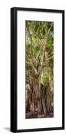 ¡Viva Mexico! Panoramic Collection - Jungle Trees-Philippe Hugonnard-Framed Photographic Print