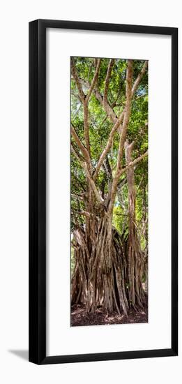 ¡Viva Mexico! Panoramic Collection - Jungle Trees-Philippe Hugonnard-Framed Photographic Print