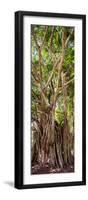 ¡Viva Mexico! Panoramic Collection - Jungle Trees-Philippe Hugonnard-Framed Photographic Print