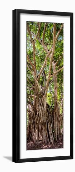 ¡Viva Mexico! Panoramic Collection - Jungle Trees-Philippe Hugonnard-Framed Photographic Print