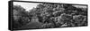 ¡Viva Mexico! Panoramic Collection - Mayan Ruins in Palenque at Sunrise-Philippe Hugonnard-Framed Stretched Canvas