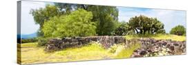 ¡Viva Mexico! Panoramic Collection - Mexican Vegetation-Philippe Hugonnard-Stretched Canvas