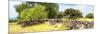 ¡Viva Mexico! Panoramic Collection - Mexican Vegetation-Philippe Hugonnard-Mounted Photographic Print