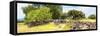 ¡Viva Mexico! Panoramic Collection - Mexican Vegetation-Philippe Hugonnard-Framed Stretched Canvas
