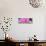 ¡Viva Mexico! Panoramic Collection - Pink Papeleria Estrella-Philippe Hugonnard-Stretched Canvas displayed on a wall