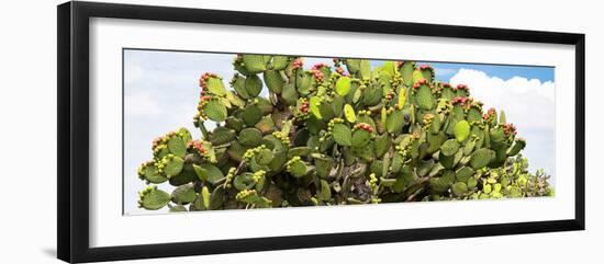 ¡Viva Mexico! Panoramic Collection - Prickly Pear Cactus II-Philippe Hugonnard-Framed Photographic Print