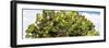 ¡Viva Mexico! Panoramic Collection - Prickly Pear Cactus II-Philippe Hugonnard-Framed Photographic Print