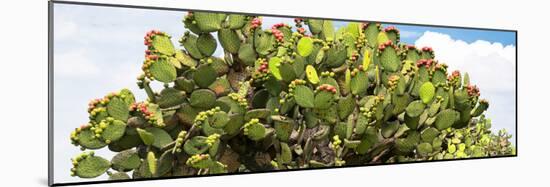 ¡Viva Mexico! Panoramic Collection - Prickly Pear Cactus II-Philippe Hugonnard-Mounted Photographic Print