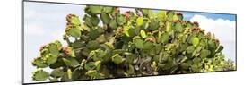 ¡Viva Mexico! Panoramic Collection - Prickly Pear Cactus II-Philippe Hugonnard-Mounted Photographic Print