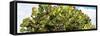 ¡Viva Mexico! Panoramic Collection - Prickly Pear Cactus II-Philippe Hugonnard-Framed Stretched Canvas