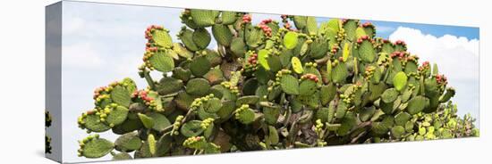 ¡Viva Mexico! Panoramic Collection - Prickly Pear Cactus II-Philippe Hugonnard-Stretched Canvas