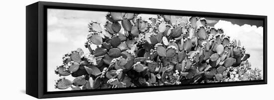 ¡Viva Mexico! Panoramic Collection - Prickly Pear Cactus III-Philippe Hugonnard-Framed Stretched Canvas