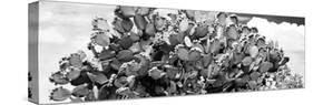 ¡Viva Mexico! Panoramic Collection - Prickly Pear Cactus III-Philippe Hugonnard-Stretched Canvas