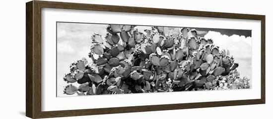 ¡Viva Mexico! Panoramic Collection - Prickly Pear Cactus III-Philippe Hugonnard-Framed Photographic Print