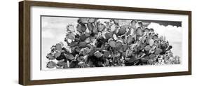 ¡Viva Mexico! Panoramic Collection - Prickly Pear Cactus III-Philippe Hugonnard-Framed Photographic Print