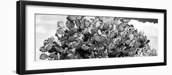 ¡Viva Mexico! Panoramic Collection - Prickly Pear Cactus III-Philippe Hugonnard-Framed Photographic Print