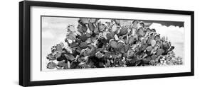 ¡Viva Mexico! Panoramic Collection - Prickly Pear Cactus III-Philippe Hugonnard-Framed Photographic Print