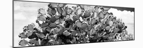 ¡Viva Mexico! Panoramic Collection - Prickly Pear Cactus III-Philippe Hugonnard-Mounted Photographic Print