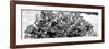 ¡Viva Mexico! Panoramic Collection - Prickly Pear Cactus III-Philippe Hugonnard-Framed Photographic Print