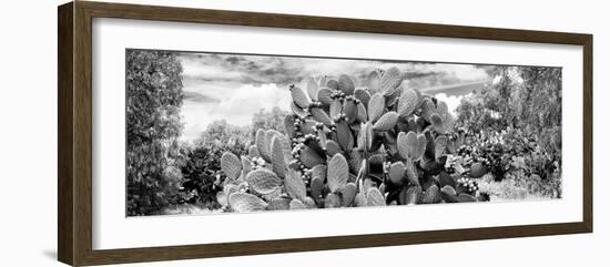 ¡Viva Mexico! Panoramic Collection - Prickly Pear Cactus V-Philippe Hugonnard-Framed Photographic Print