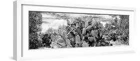 ¡Viva Mexico! Panoramic Collection - Prickly Pear Cactus V-Philippe Hugonnard-Framed Photographic Print