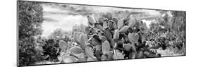 ¡Viva Mexico! Panoramic Collection - Prickly Pear Cactus V-Philippe Hugonnard-Mounted Photographic Print