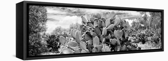 ¡Viva Mexico! Panoramic Collection - Prickly Pear Cactus V-Philippe Hugonnard-Framed Stretched Canvas