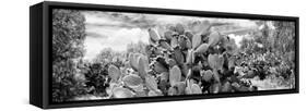 ¡Viva Mexico! Panoramic Collection - Prickly Pear Cactus V-Philippe Hugonnard-Framed Stretched Canvas