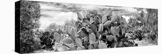 ¡Viva Mexico! Panoramic Collection - Prickly Pear Cactus V-Philippe Hugonnard-Stretched Canvas