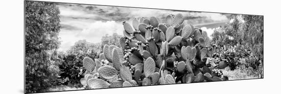 ¡Viva Mexico! Panoramic Collection - Prickly Pear Cactus V-Philippe Hugonnard-Mounted Photographic Print