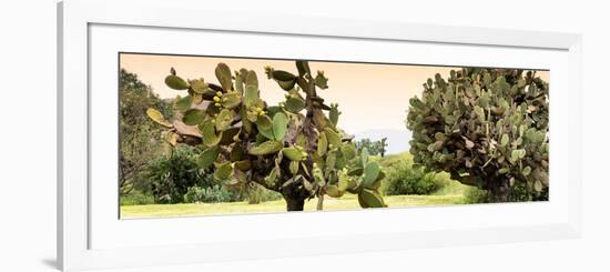 ¡Viva Mexico! Panoramic Collection - Prickly Pear Cactus-Philippe Hugonnard-Framed Photographic Print