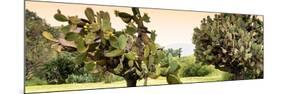 ¡Viva Mexico! Panoramic Collection - Prickly Pear Cactus-Philippe Hugonnard-Mounted Photographic Print