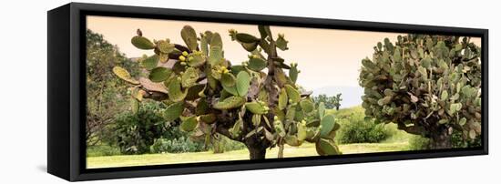 ¡Viva Mexico! Panoramic Collection - Prickly Pear Cactus-Philippe Hugonnard-Framed Stretched Canvas