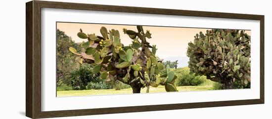 ¡Viva Mexico! Panoramic Collection - Prickly Pear Cactus-Philippe Hugonnard-Framed Photographic Print