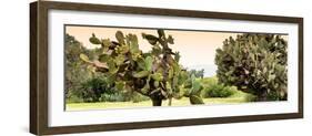 ¡Viva Mexico! Panoramic Collection - Prickly Pear Cactus-Philippe Hugonnard-Framed Photographic Print