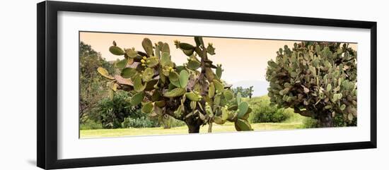 ¡Viva Mexico! Panoramic Collection - Prickly Pear Cactus-Philippe Hugonnard-Framed Photographic Print