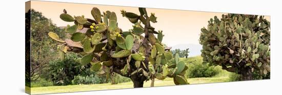 ¡Viva Mexico! Panoramic Collection - Prickly Pear Cactus-Philippe Hugonnard-Stretched Canvas