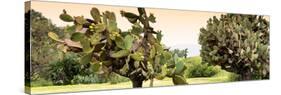 ¡Viva Mexico! Panoramic Collection - Prickly Pear Cactus-Philippe Hugonnard-Stretched Canvas