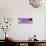 ¡Viva Mexico! Panoramic Collection - Purple Papeleria Estrella-Philippe Hugonnard-Stretched Canvas displayed on a wall