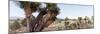 ¡Viva Mexico! Panoramic Collection - Pyramid of Cantona - Puebla X-Philippe Hugonnard-Mounted Photographic Print