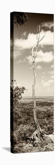 ¡Viva Mexico! Panoramic Collection - View of the Jungle III-Philippe Hugonnard-Stretched Canvas