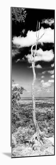 ¡Viva Mexico! Panoramic Collection - View of the Jungle V-Philippe Hugonnard-Mounted Photographic Print