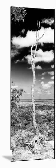 ¡Viva Mexico! Panoramic Collection - View of the Jungle V-Philippe Hugonnard-Mounted Photographic Print