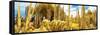 ¡Viva Mexico! Panoramic Collection - Yellow Cardon Cactus II-Philippe Hugonnard-Framed Stretched Canvas