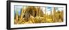 ¡Viva Mexico! Panoramic Collection - Yellow Cardon Cactus II-Philippe Hugonnard-Framed Photographic Print