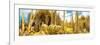 ¡Viva Mexico! Panoramic Collection - Yellow Cardon Cactus II-Philippe Hugonnard-Framed Photographic Print