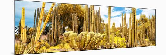 ¡Viva Mexico! Panoramic Collection - Yellow Cardon Cactus II-Philippe Hugonnard-Mounted Photographic Print