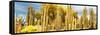 ¡Viva Mexico! Panoramic Collection - Yellow Cardon Cactus-Philippe Hugonnard-Framed Stretched Canvas